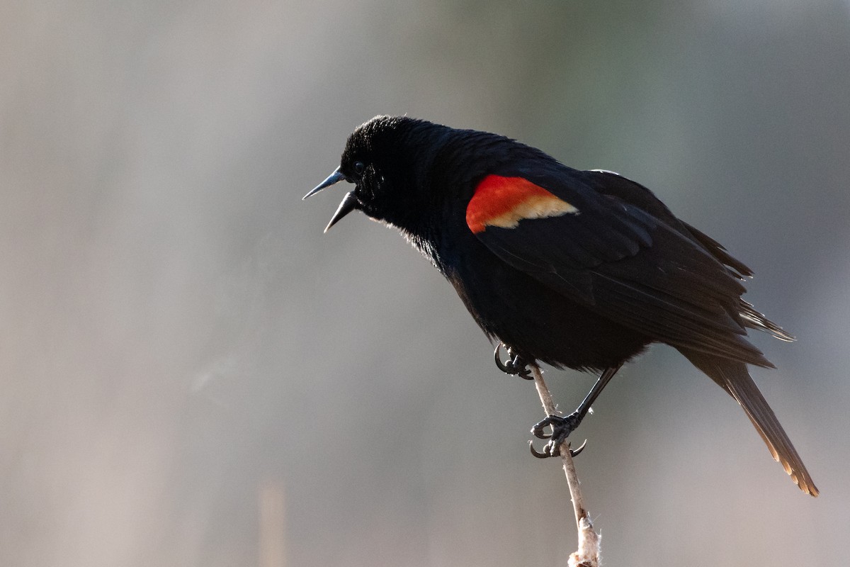 Red-winged Blackbird - ML566229761