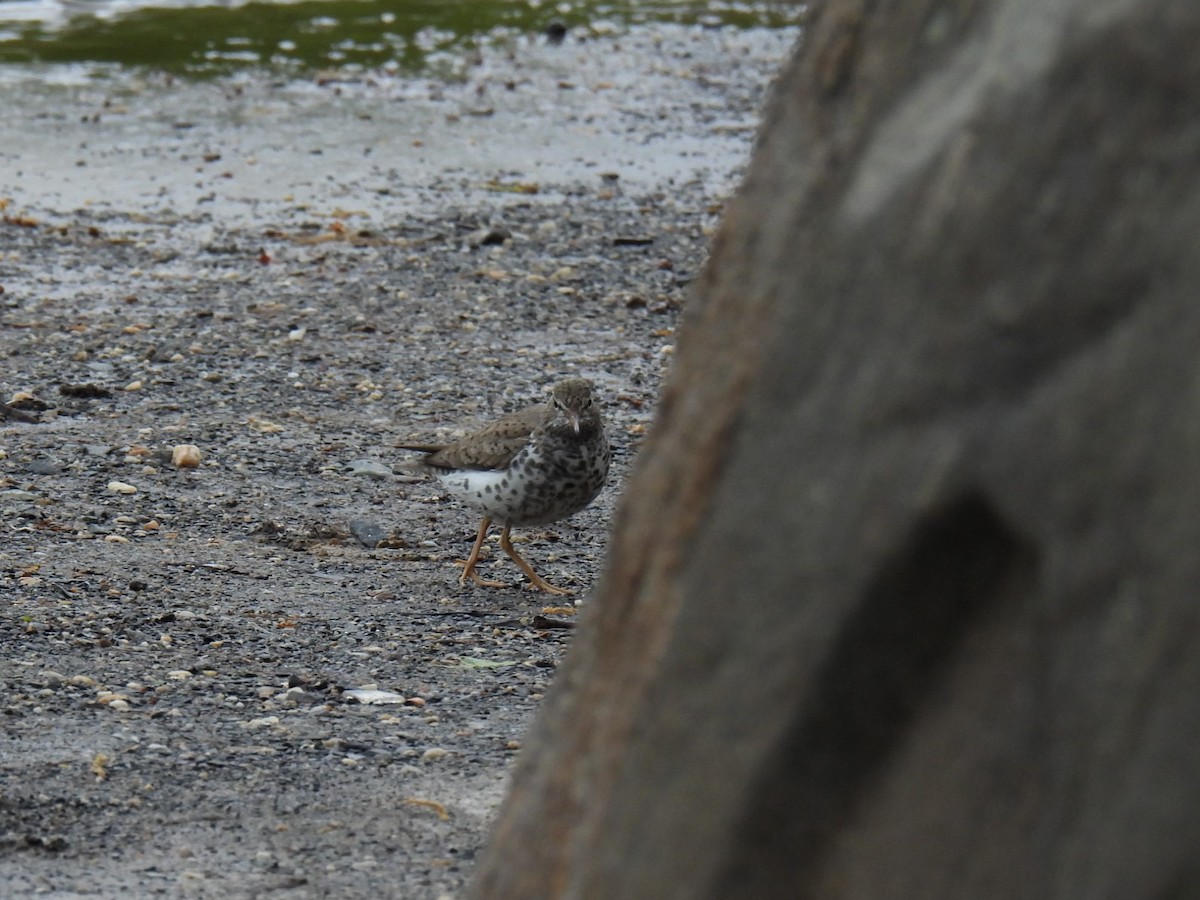 Spotted Sandpiper - ML566230151