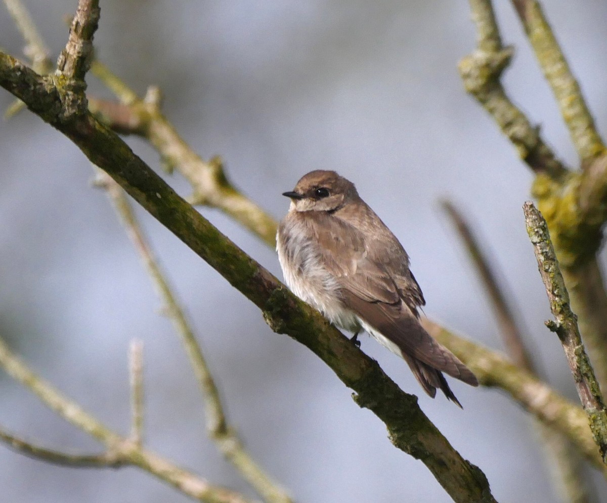 Northern Rough-winged Swallow - ML566230311