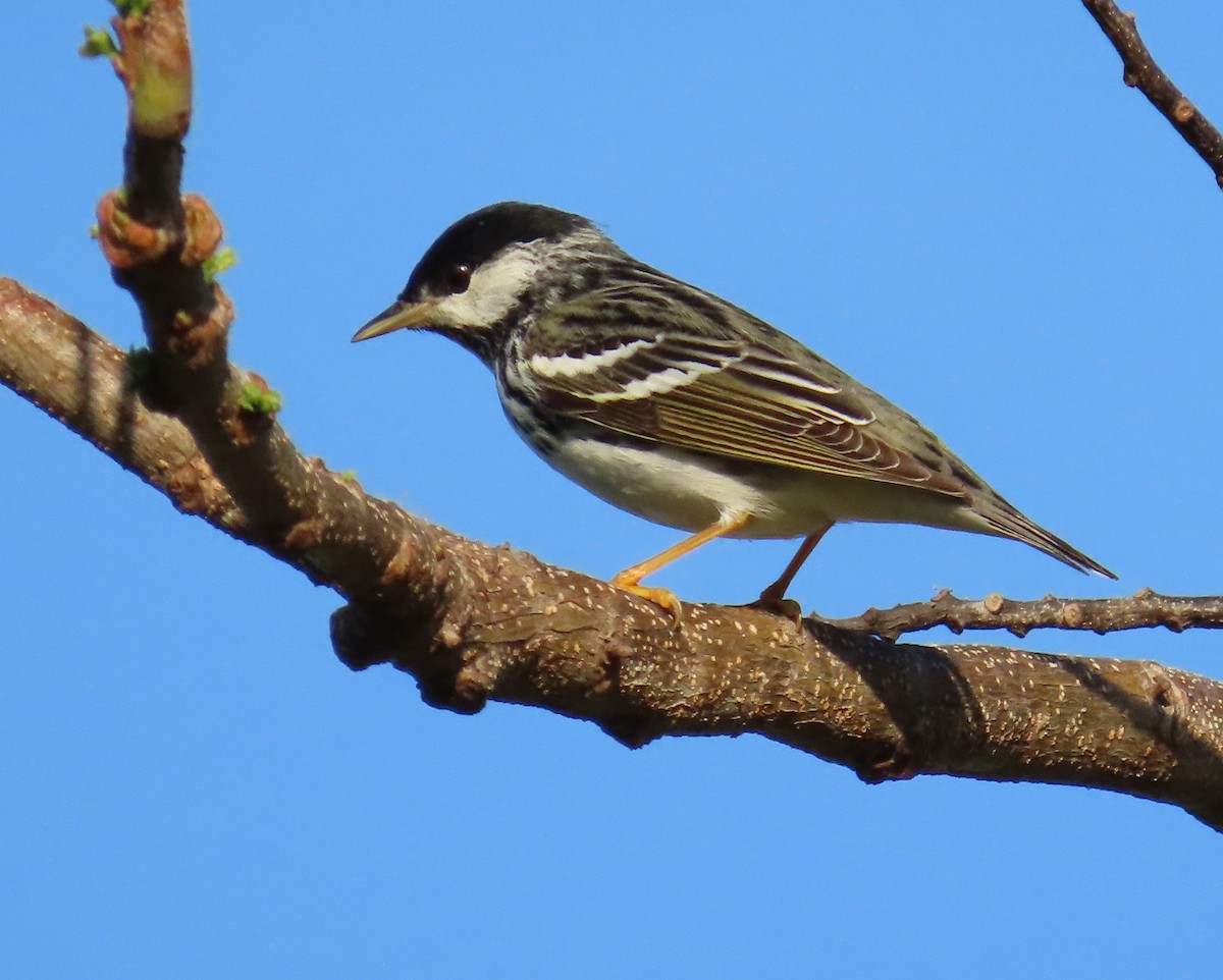 Blackpoll Warbler - ML566230751