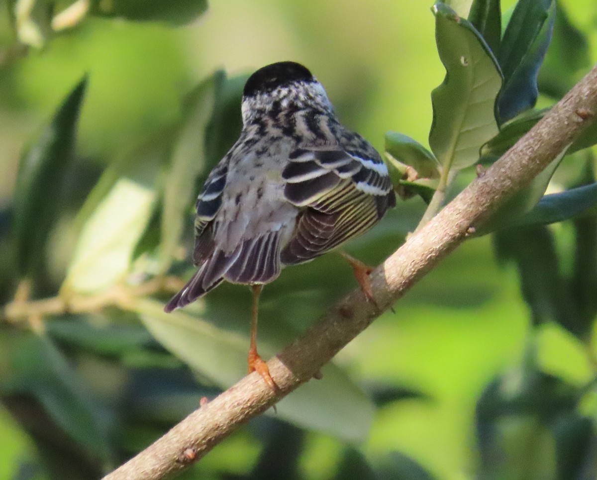 Blackpoll Warbler - ML566230761