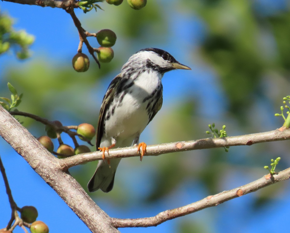 Blackpoll Warbler - ML566230771