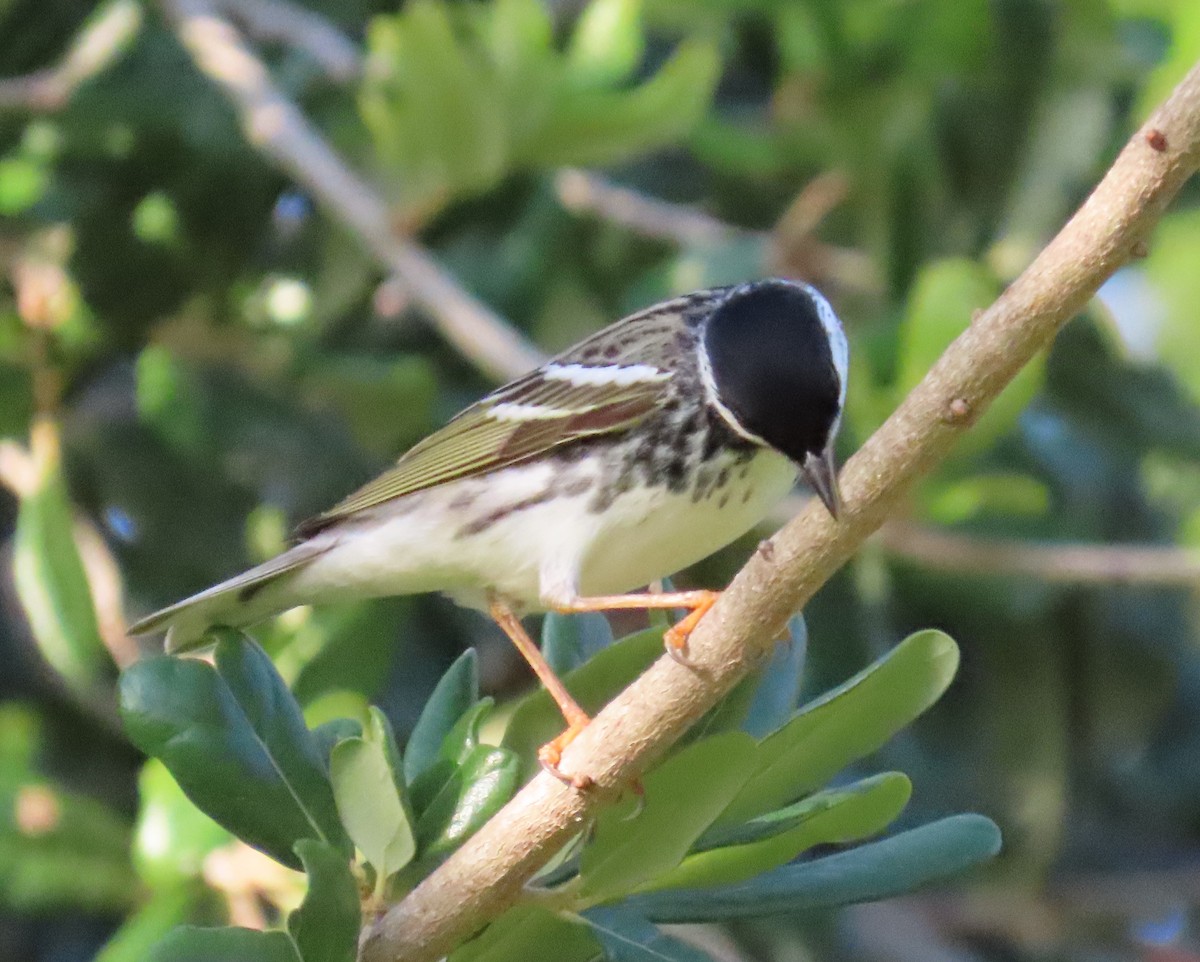 Blackpoll Warbler - ML566230781