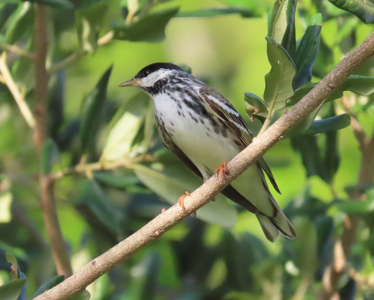 Blackpoll Warbler - ML566230801