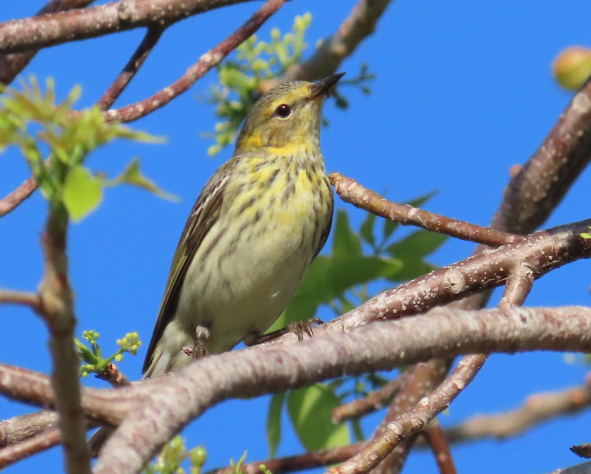 Blackpoll Warbler - ML566230921