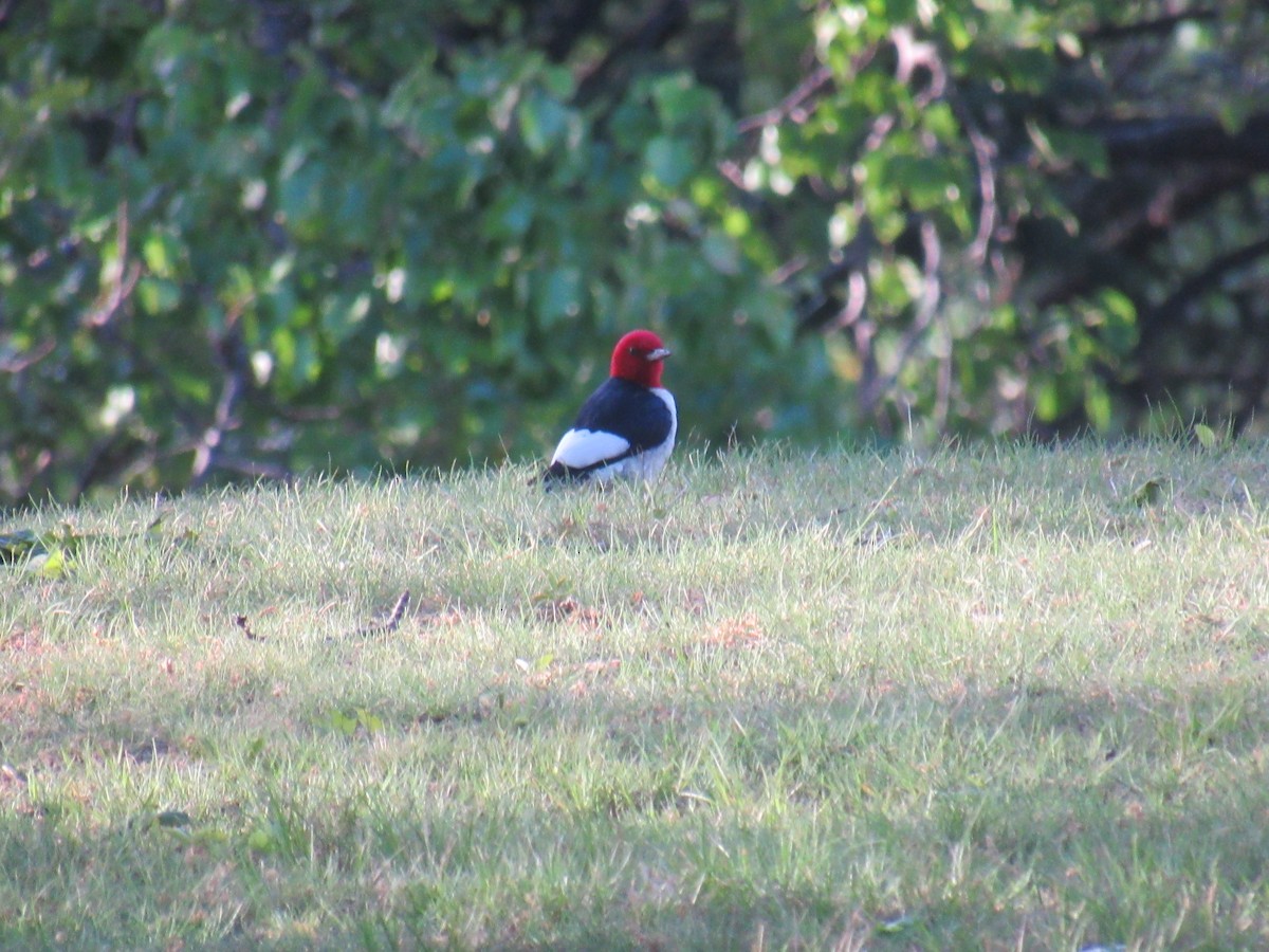 Red-headed Woodpecker - ML566231151