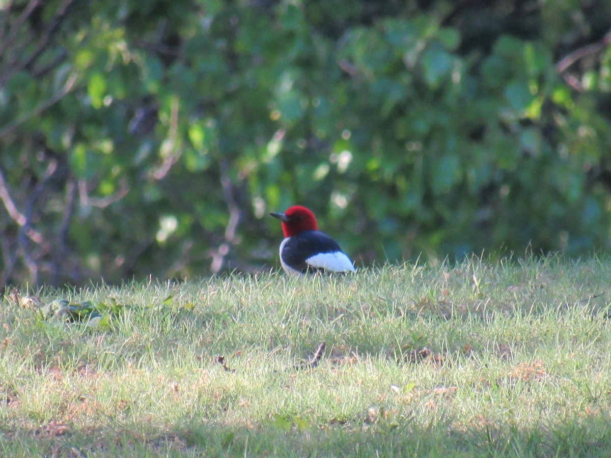 Red-headed Woodpecker - ML566231161