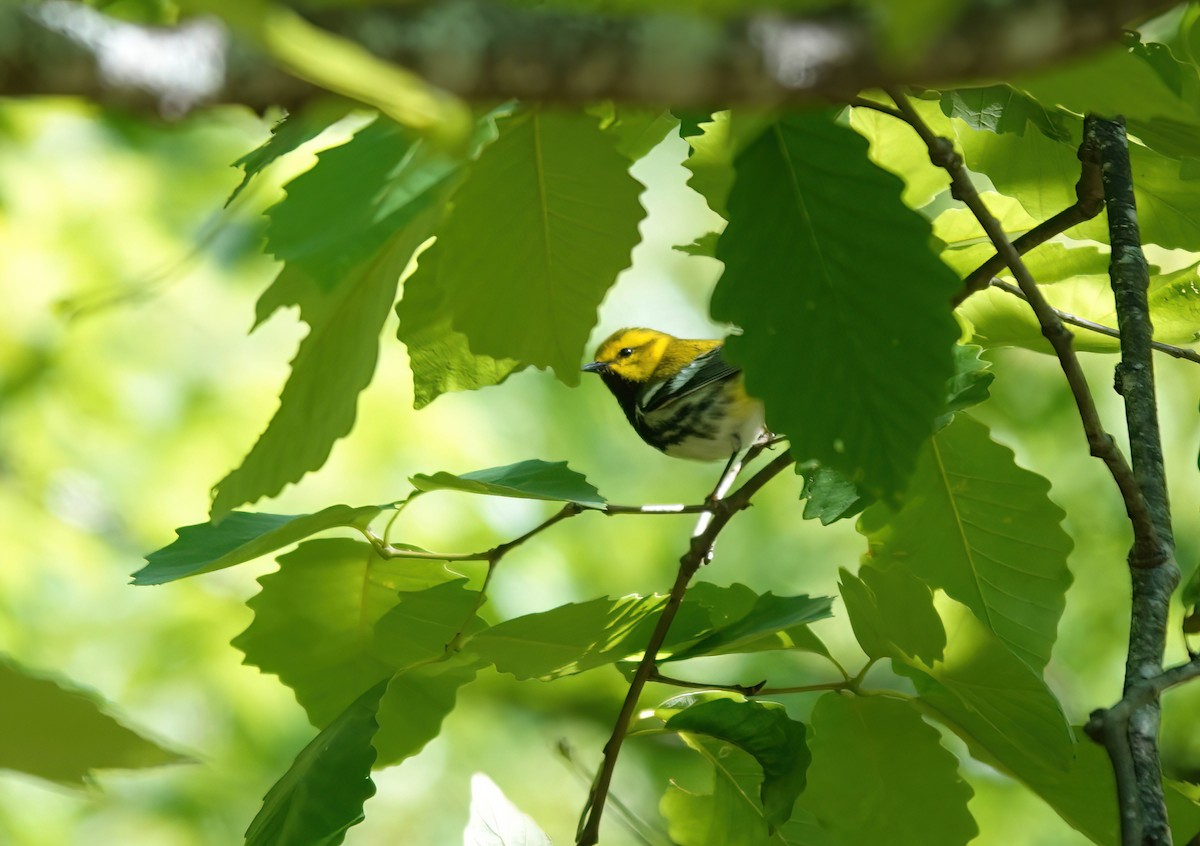 Black-throated Green Warbler - ML566231751