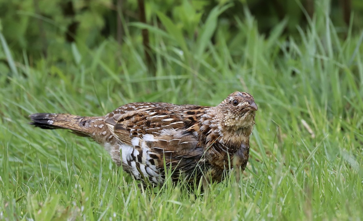 Ruffed Grouse - Lenore Charnigo