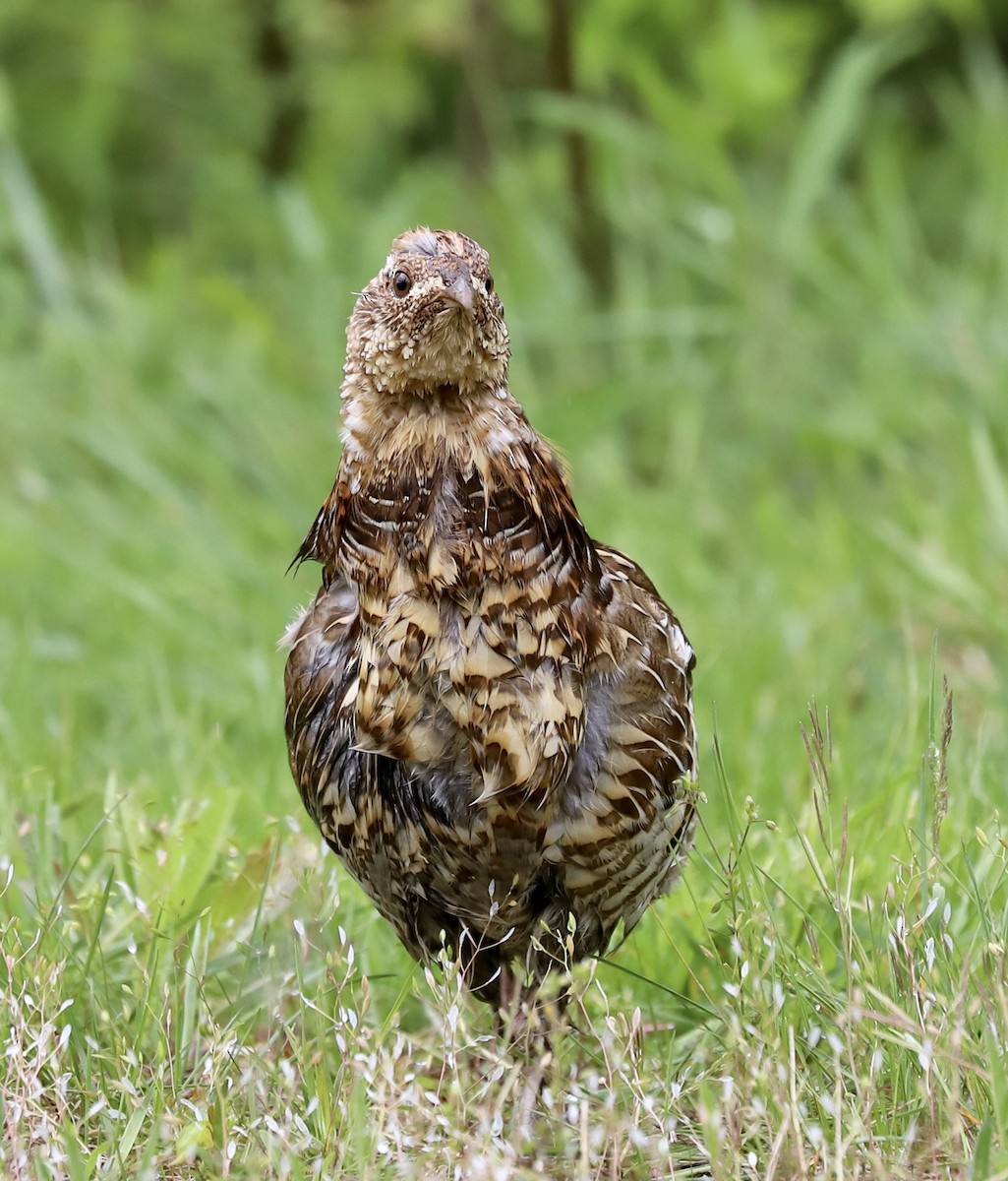 Ruffed Grouse - ML566232181