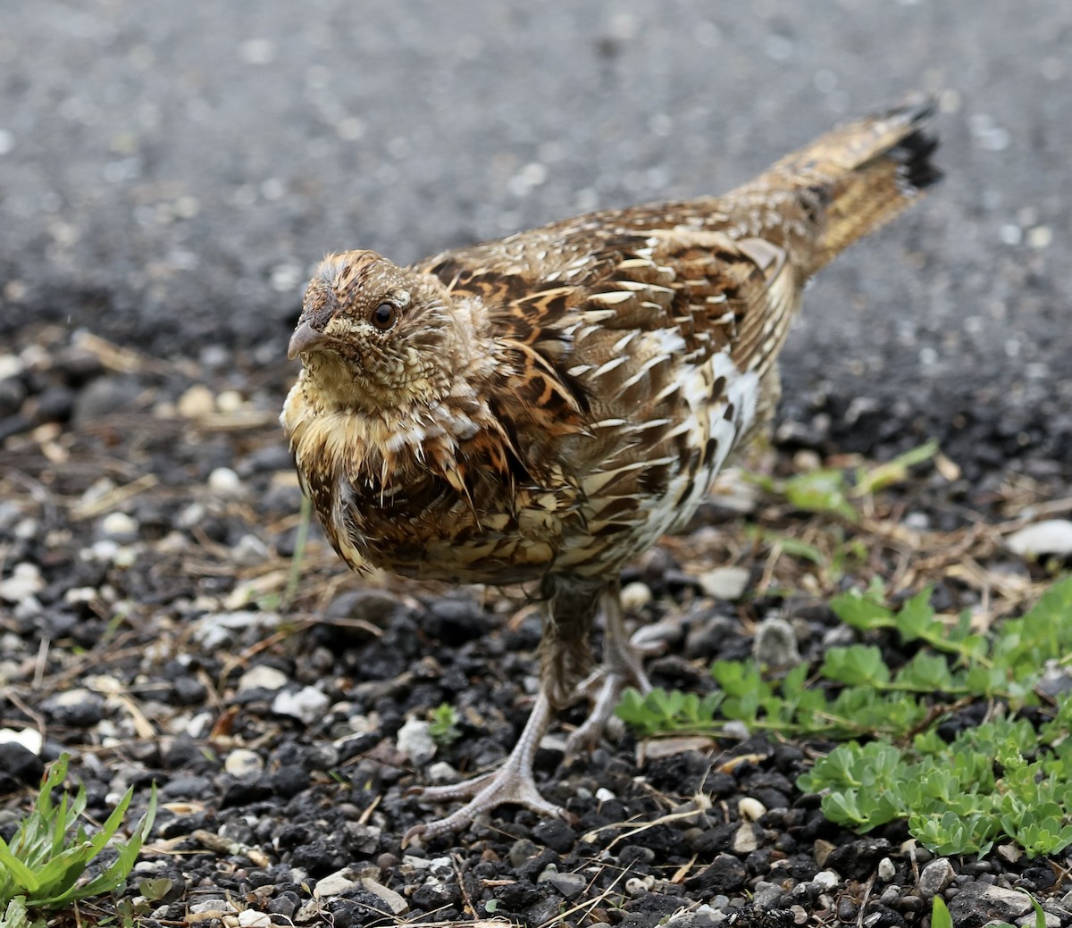 Ruffed Grouse - ML566232451