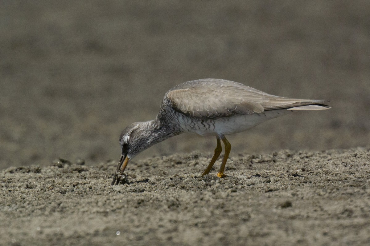 Gray-tailed Tattler - ML566232541