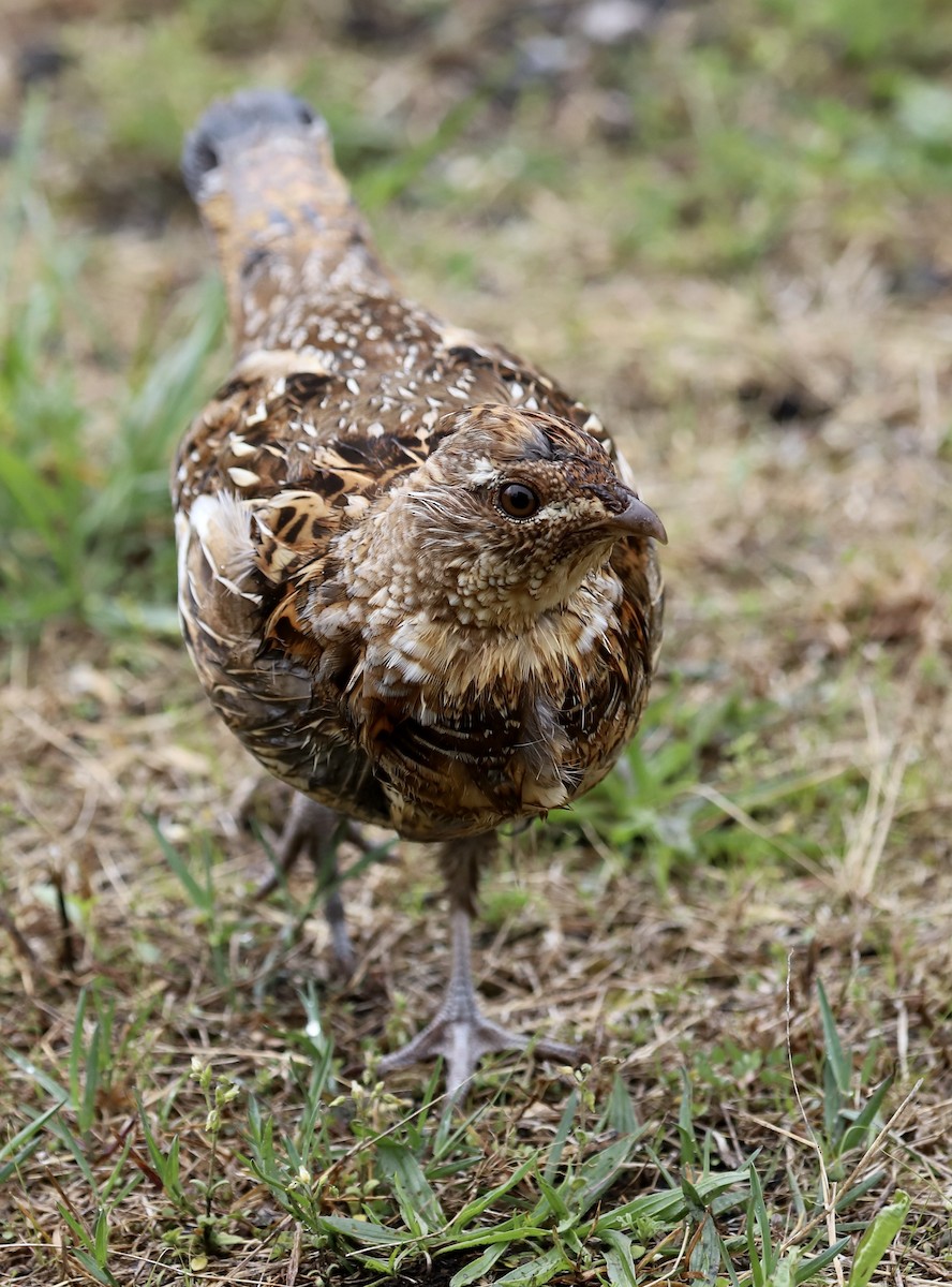 Ruffed Grouse - ML566232581