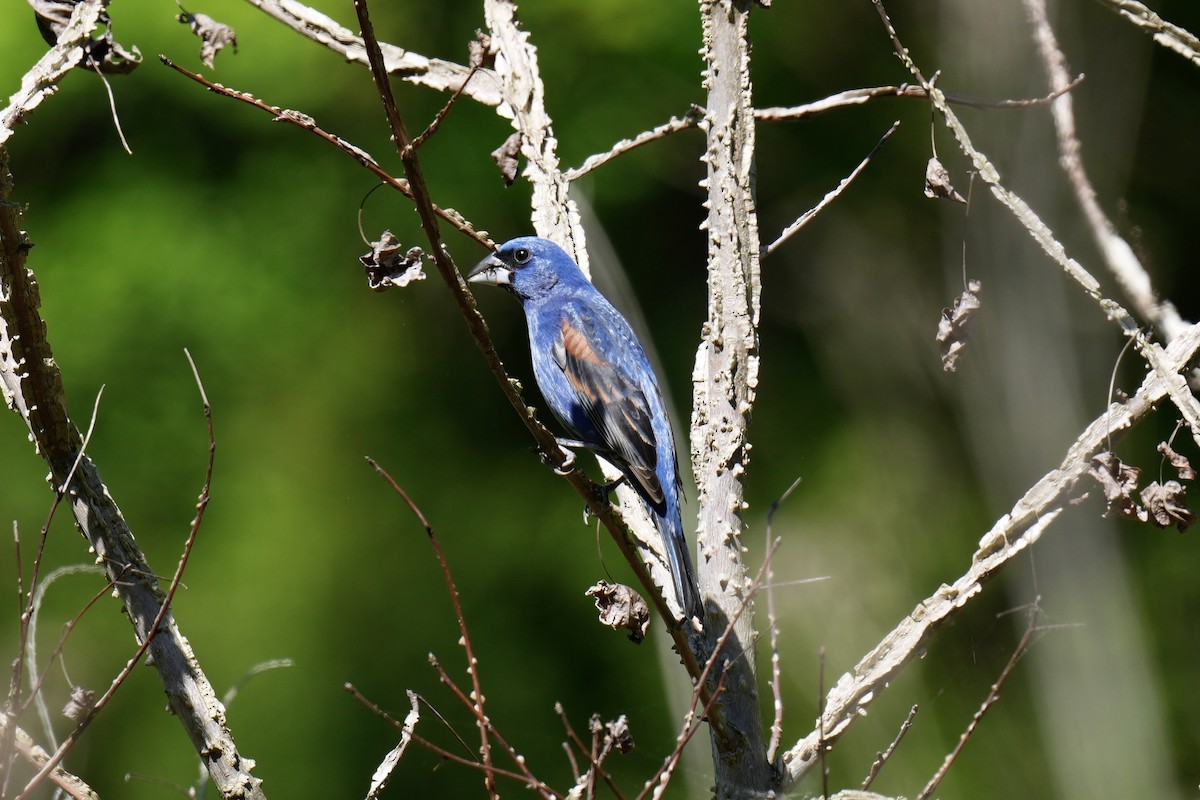 Blue Grosbeak - ML566233591