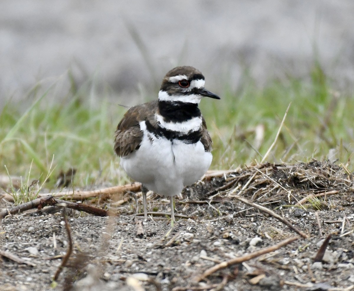 Killdeer - ML566234731