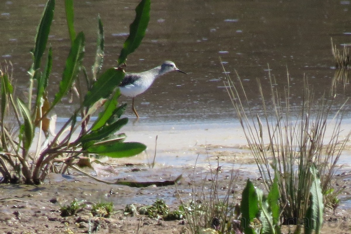 Lesser Yellowlegs - Marc Gálvez