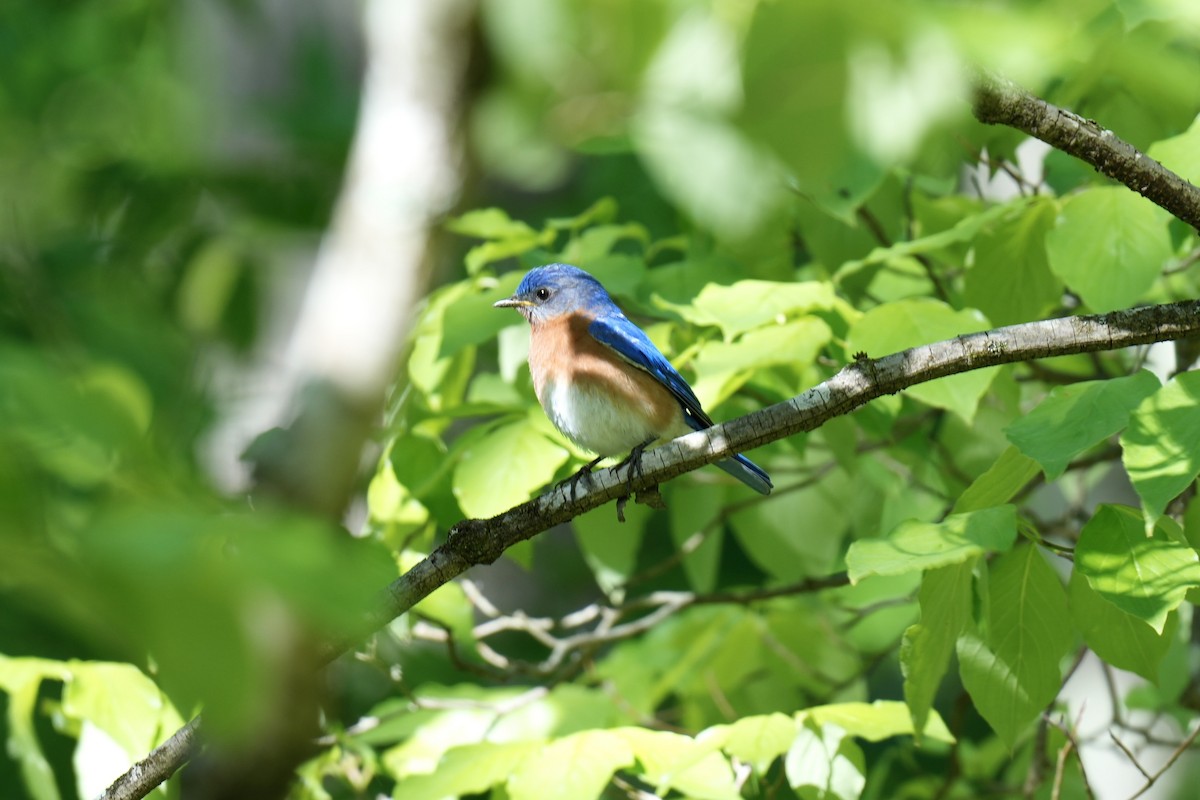 Eastern Bluebird - ML566235381
