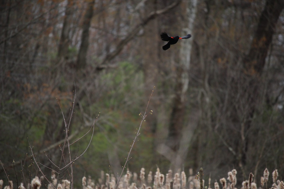 Red-winged Blackbird - ML566239551