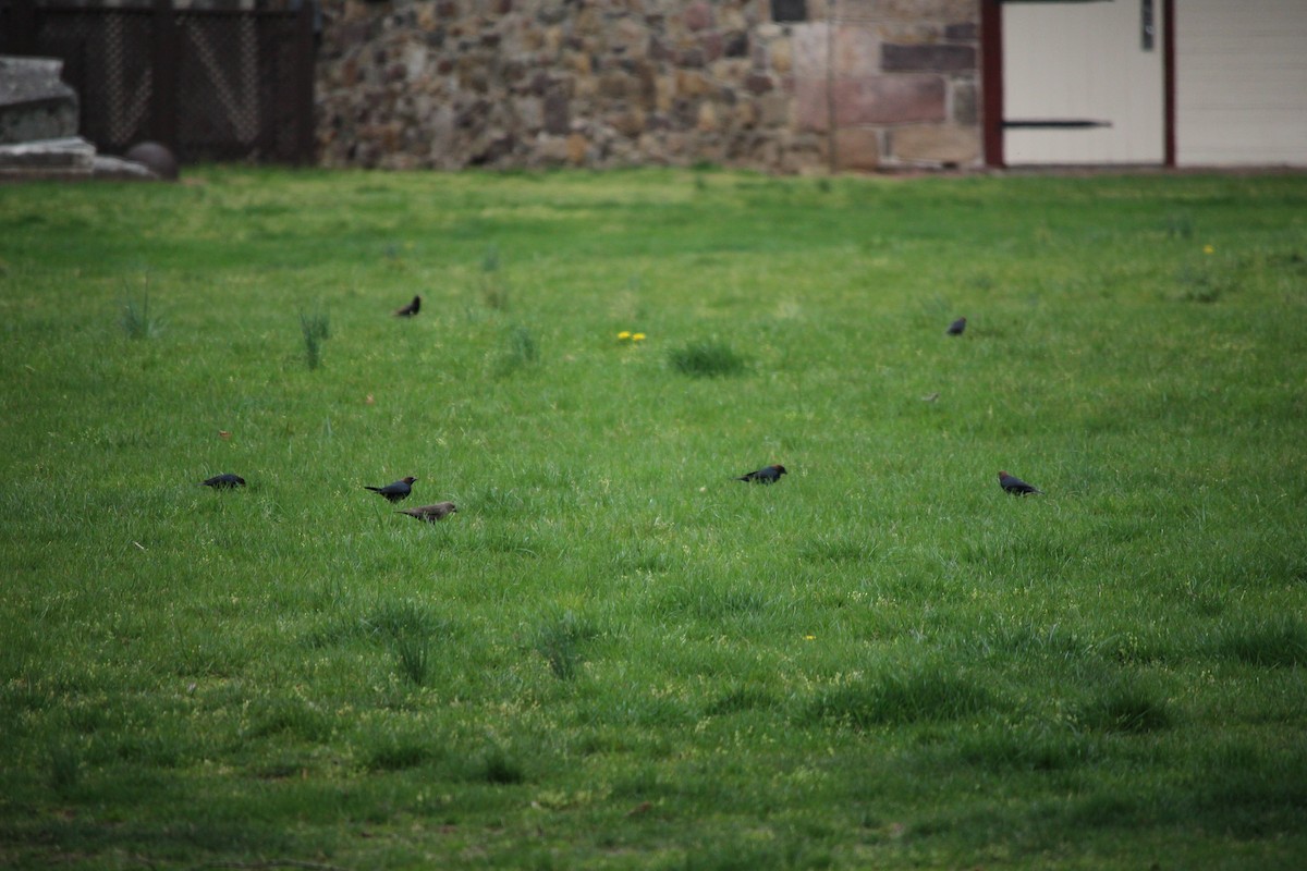 Brown-headed Cowbird - ML566240061