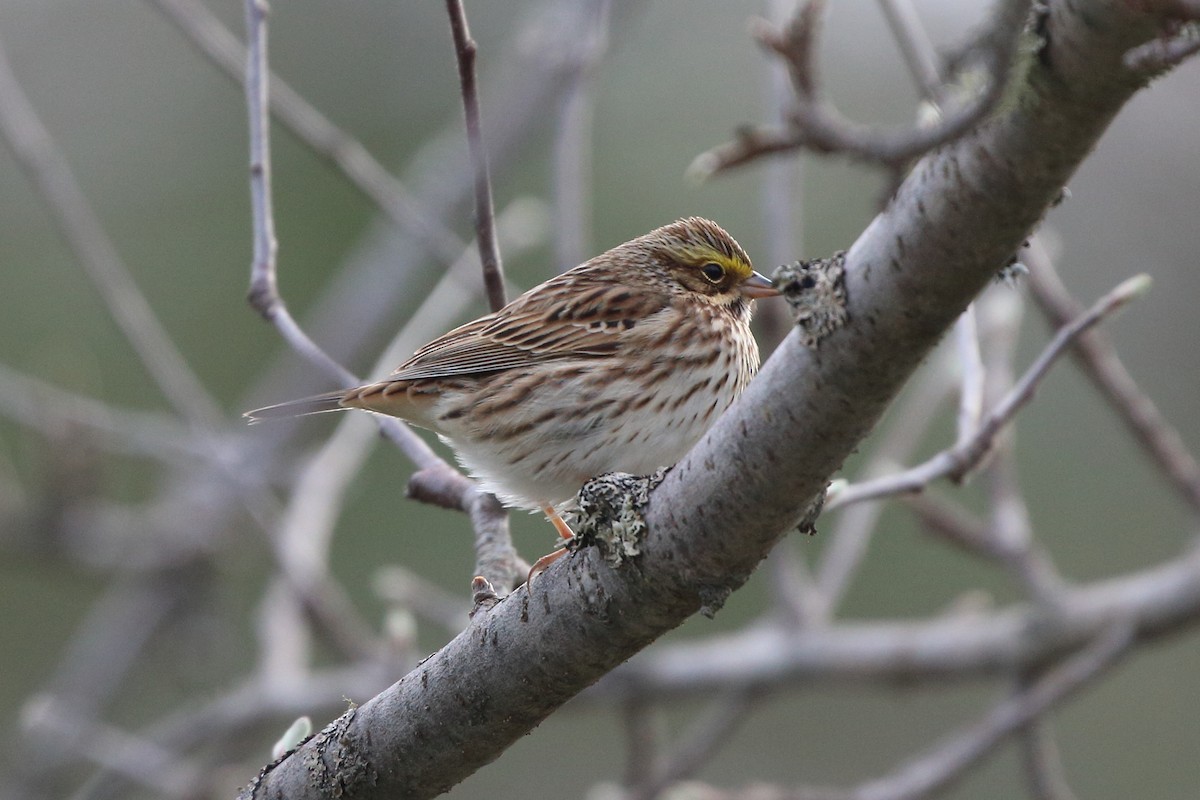 Savannah Sparrow - ML566240821