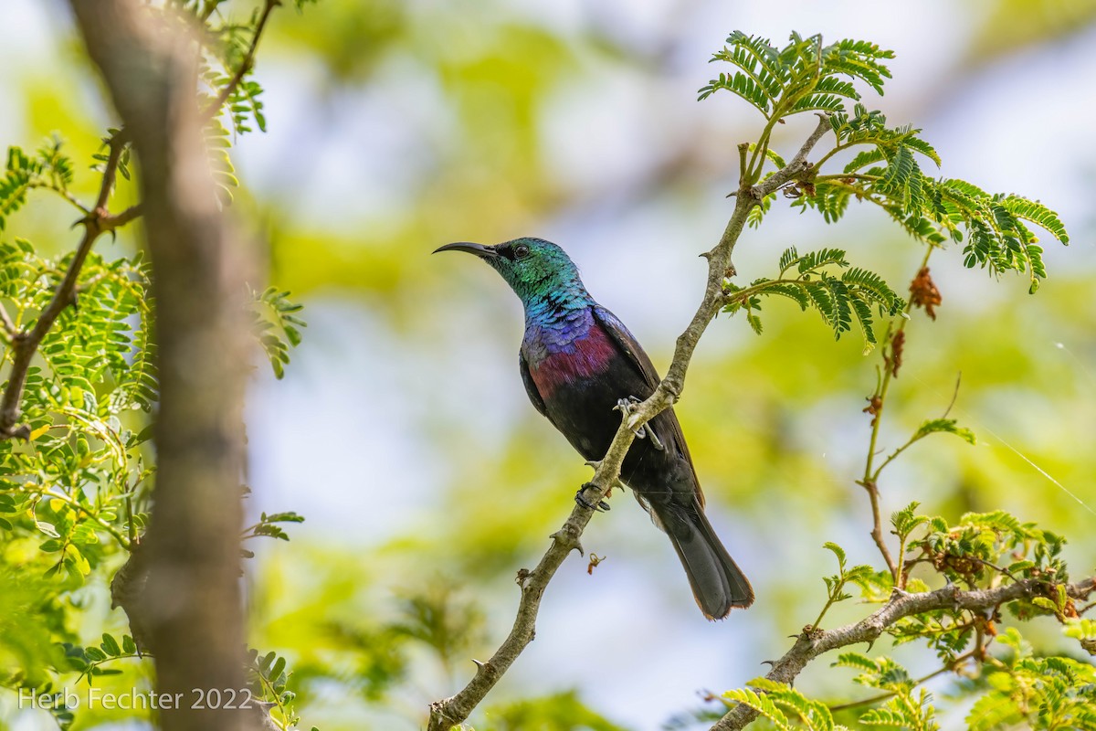 Purple-banded Sunbird - Herbert Fechter