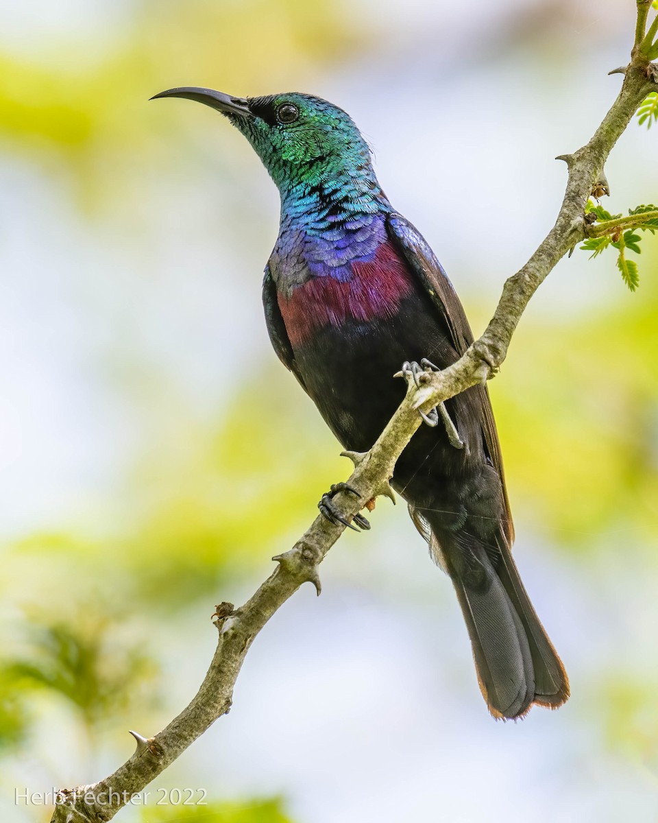 Purple-banded Sunbird - Herbert Fechter