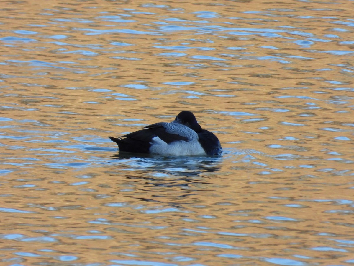 Lesser Scaup - ML566241111