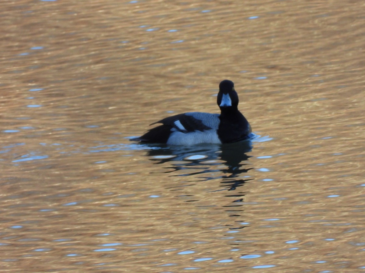 Lesser Scaup - ML566241271