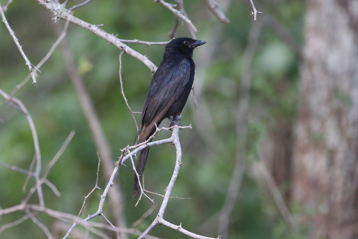 Black Drongo - ML56624271