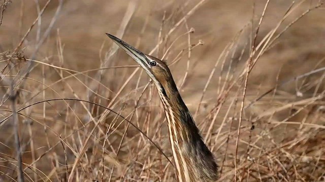 American Bittern - ML566242971