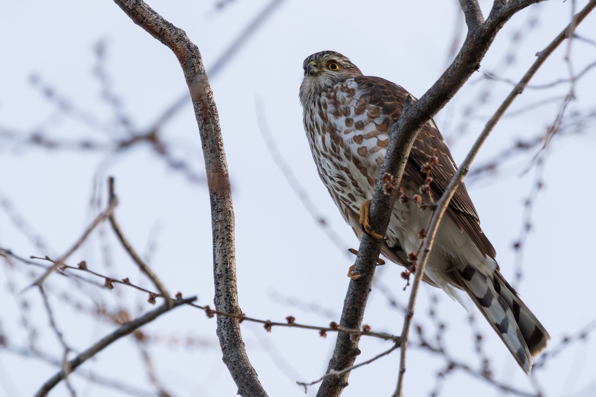 Sharp-shinned Hawk - ML566243341