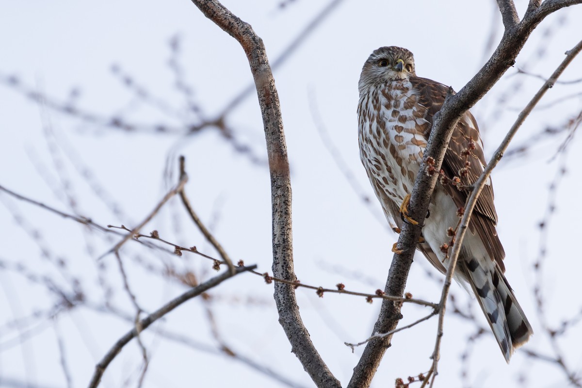 Sharp-shinned Hawk - ML566243351