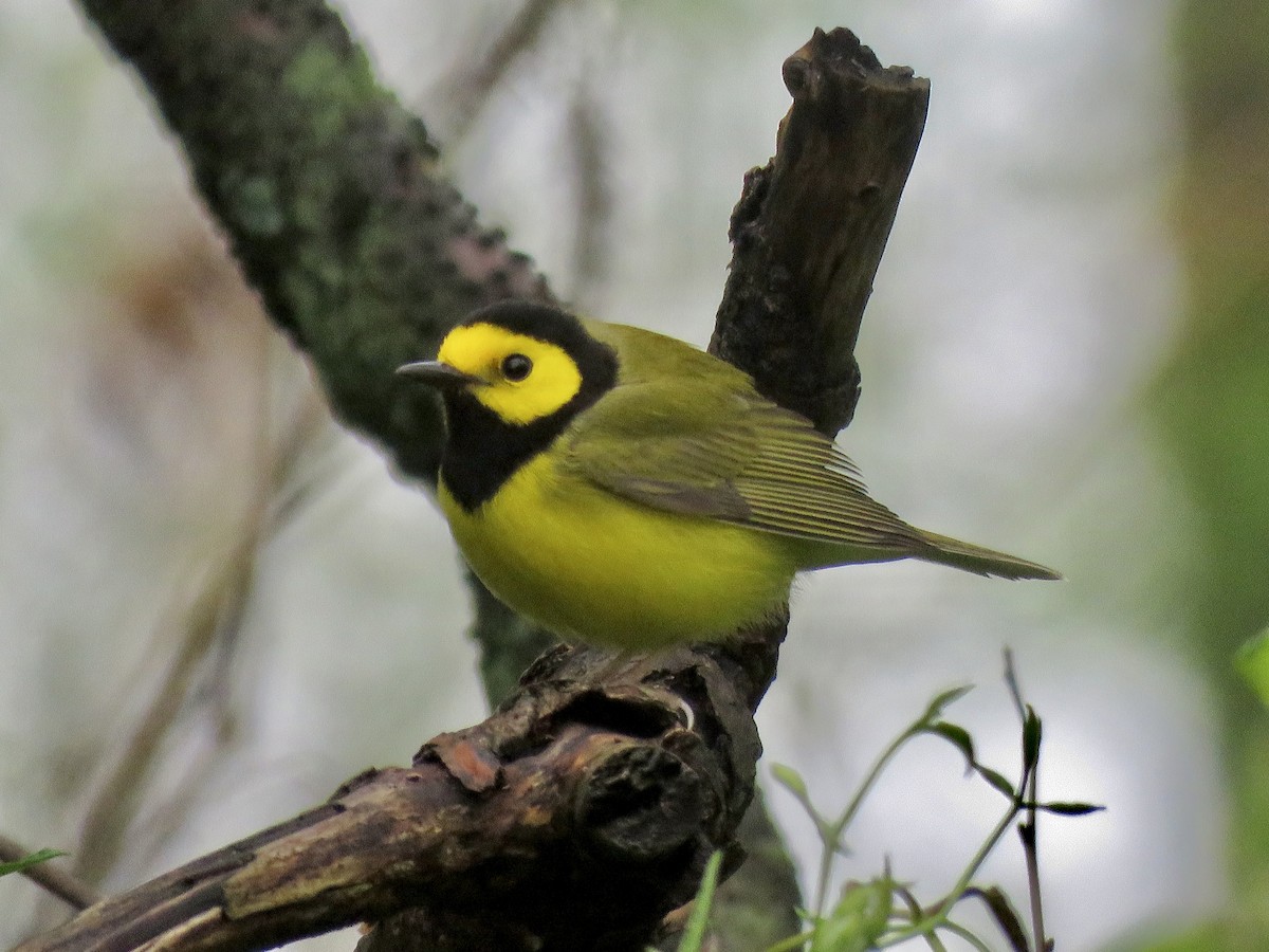 Hooded Warbler - ML566243981