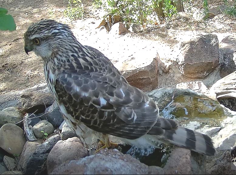 Sharp-shinned Hawk - ML566244251