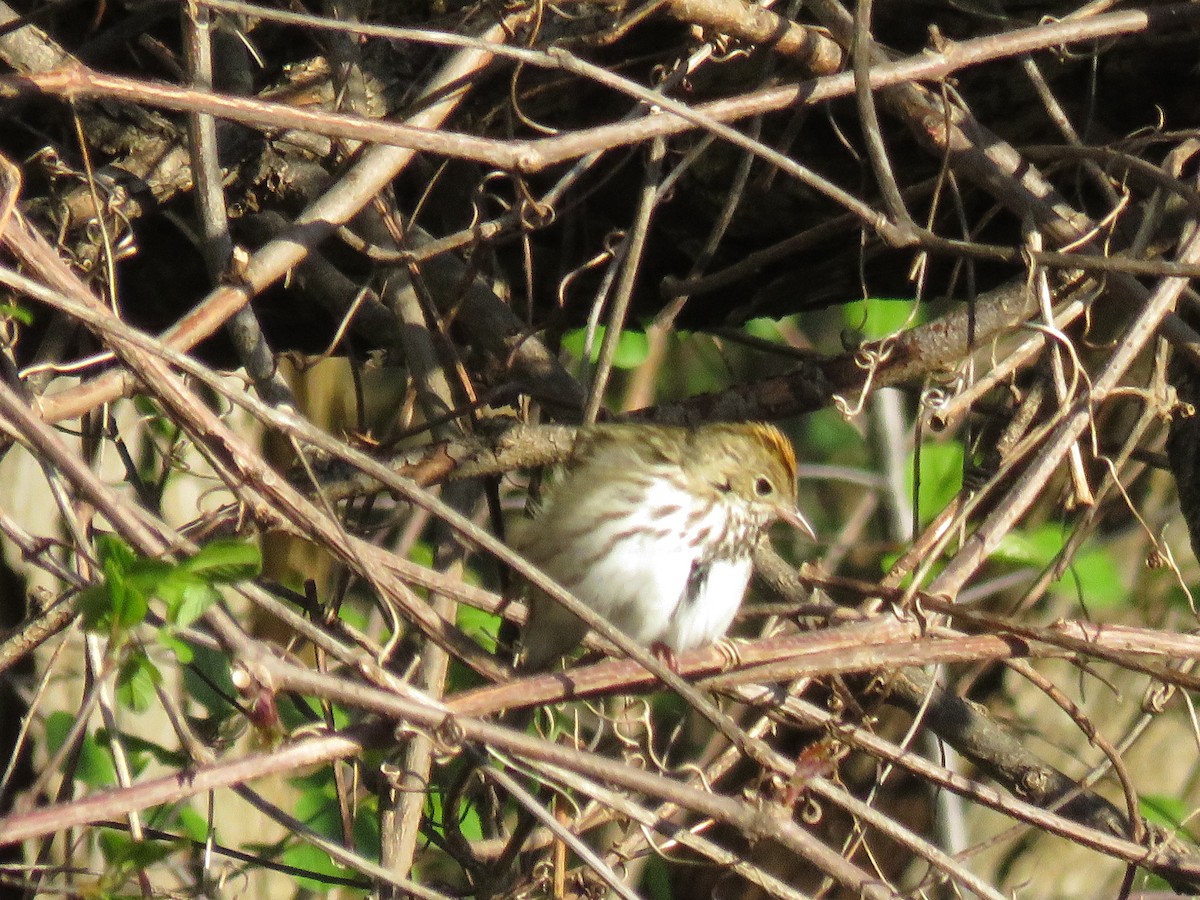 Ovenbird - ML566244501