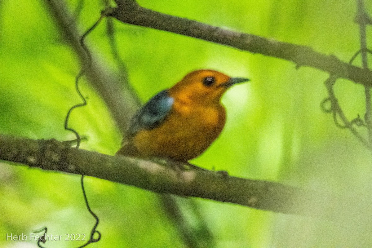 Red-capped Robin-Chat - ML566245651