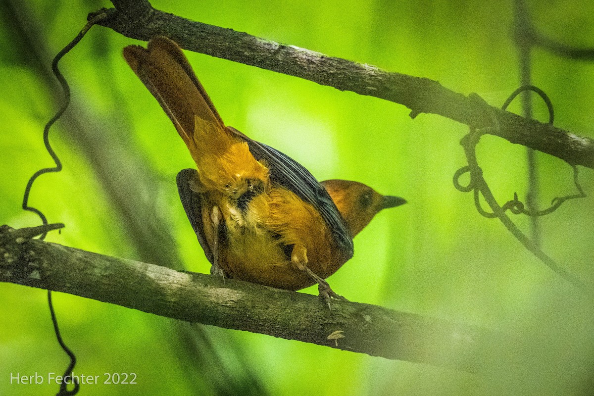 Red-capped Robin-Chat - ML566245661