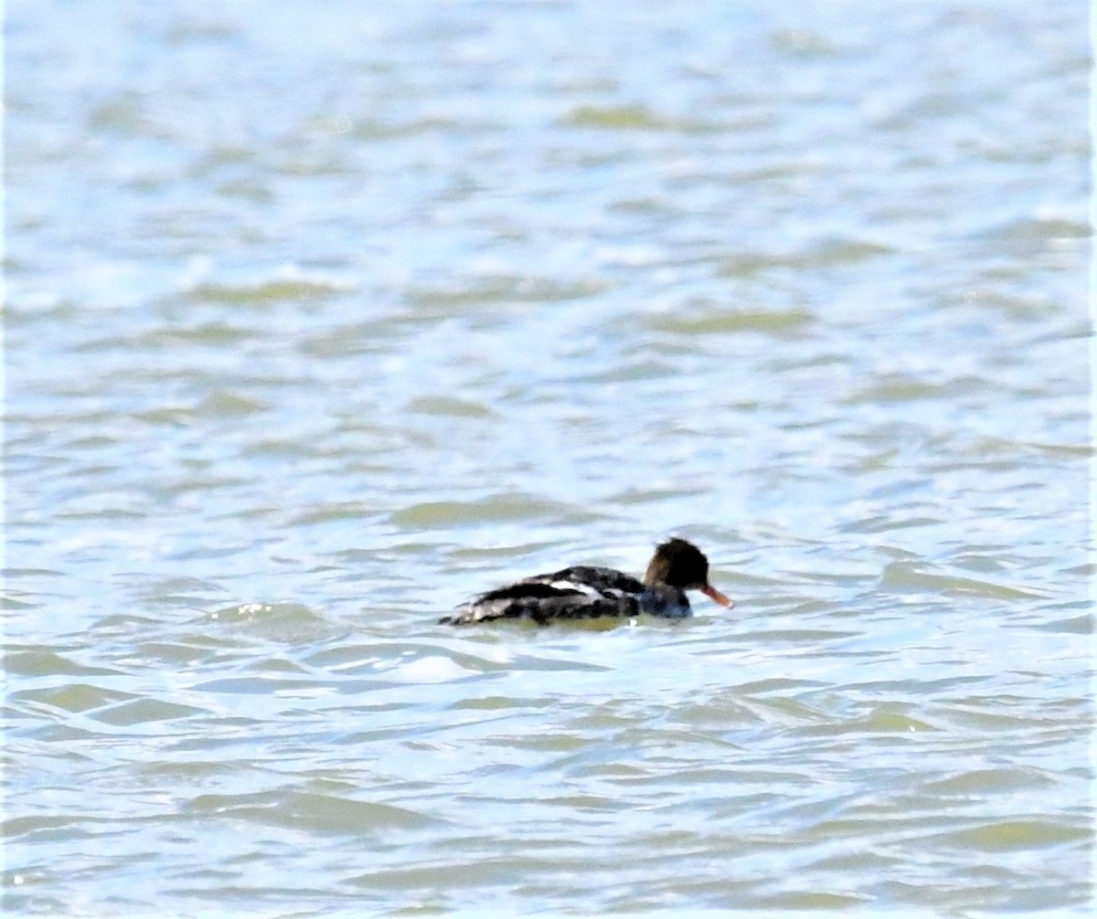 Red-breasted Merganser - ML566246581