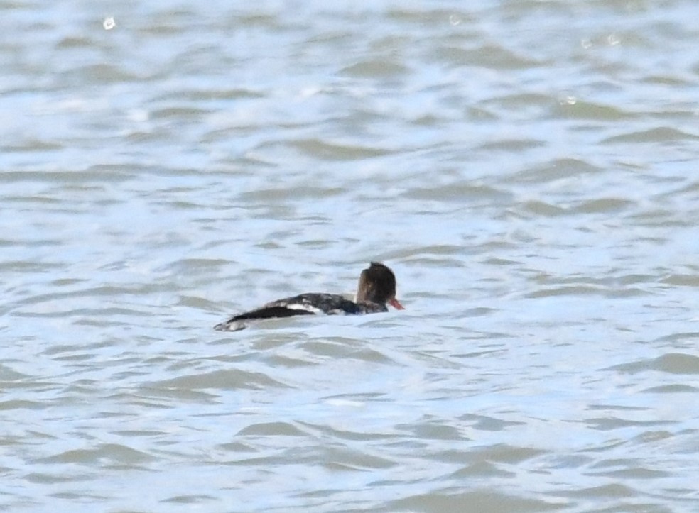 Red-breasted Merganser - ML566246591