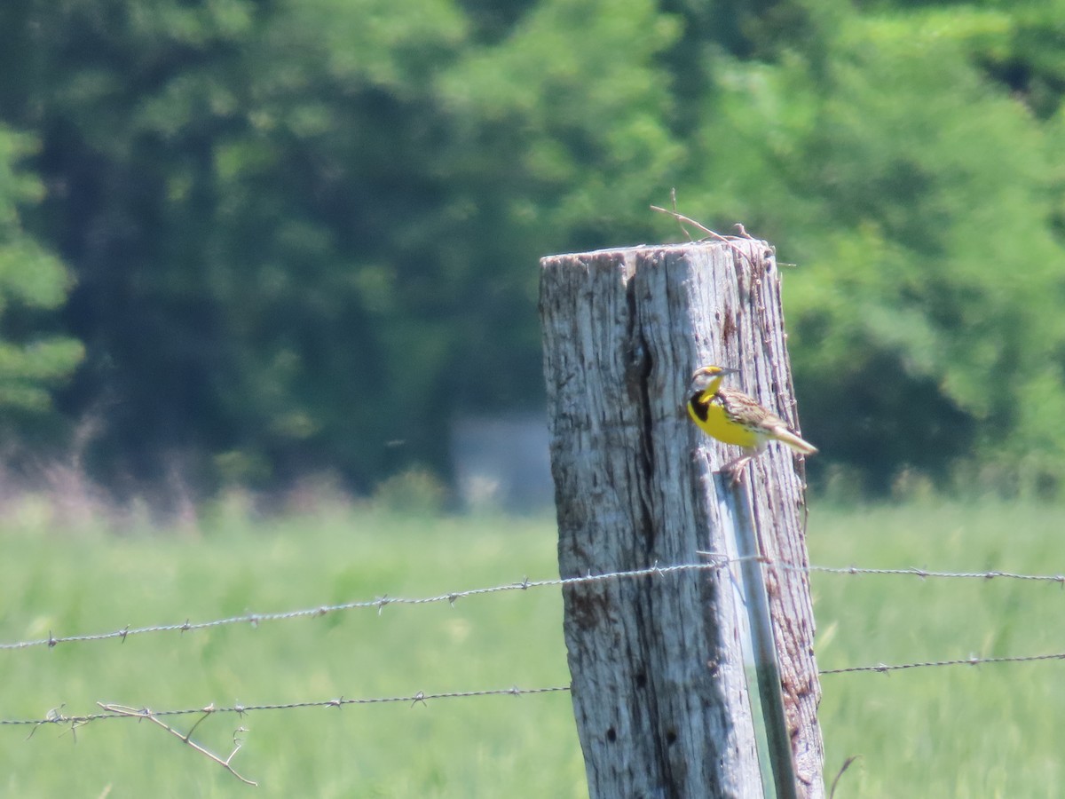 Eastern Meadowlark - ML566247841