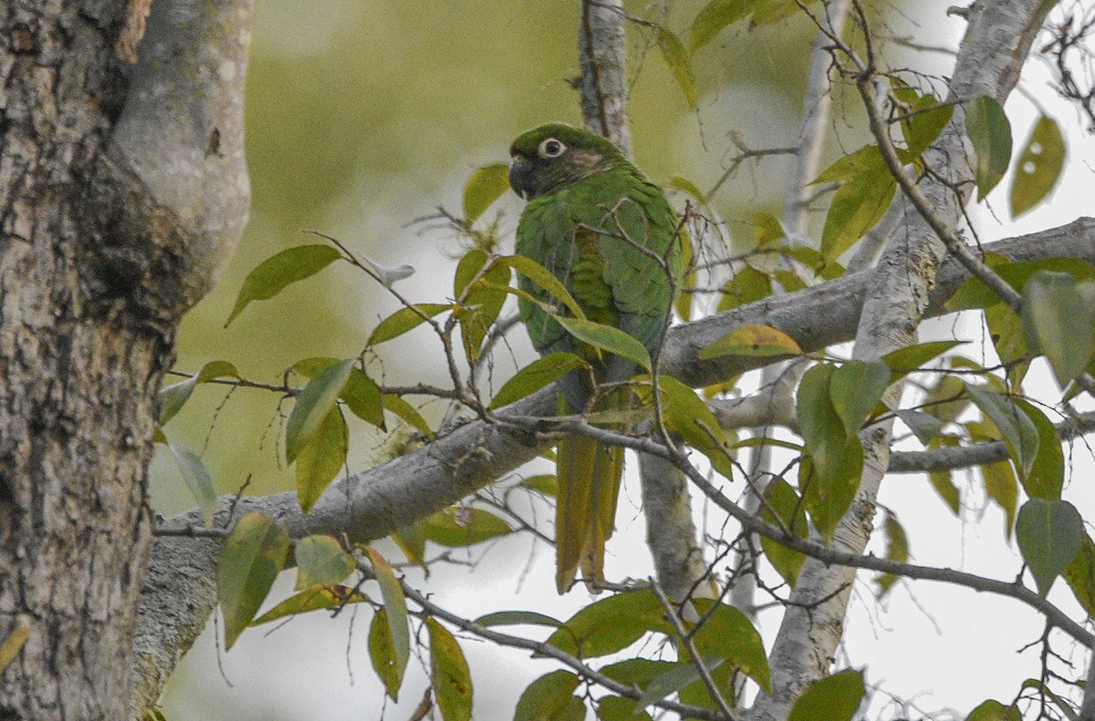 Maroon-bellied Parakeet - ML566249201