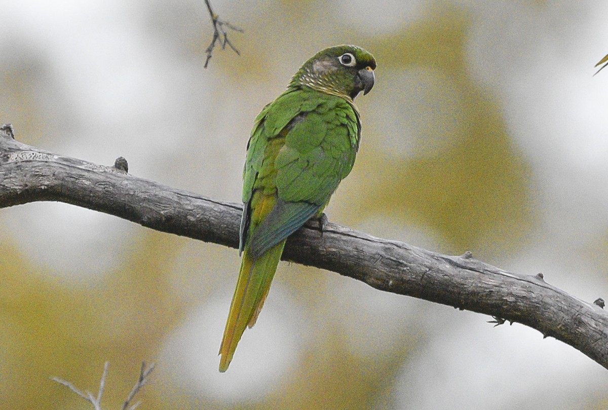 Maroon-bellied Parakeet - ML566249211