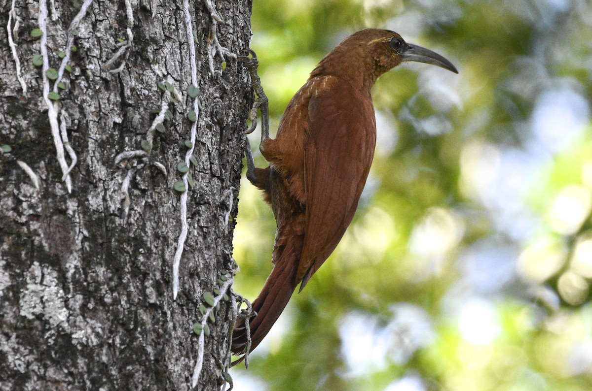 Great Rufous Woodcreeper - ML566249381