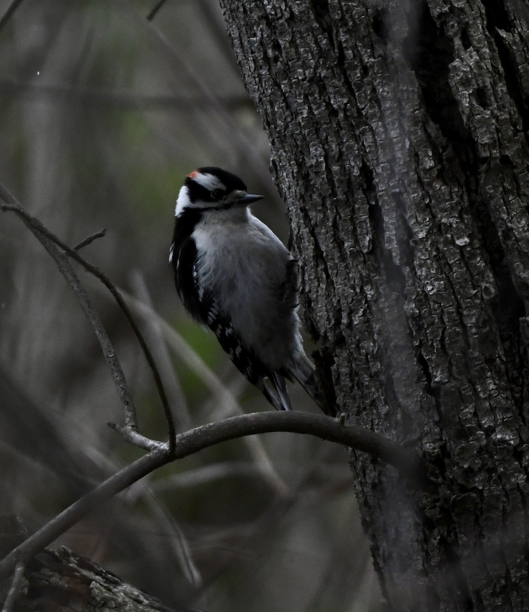 Downy Woodpecker - wendy ambrefe