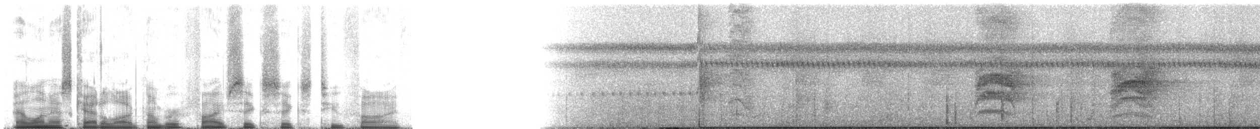 Hormiguero Dorsicastaño (grupo exsul) - ML56625