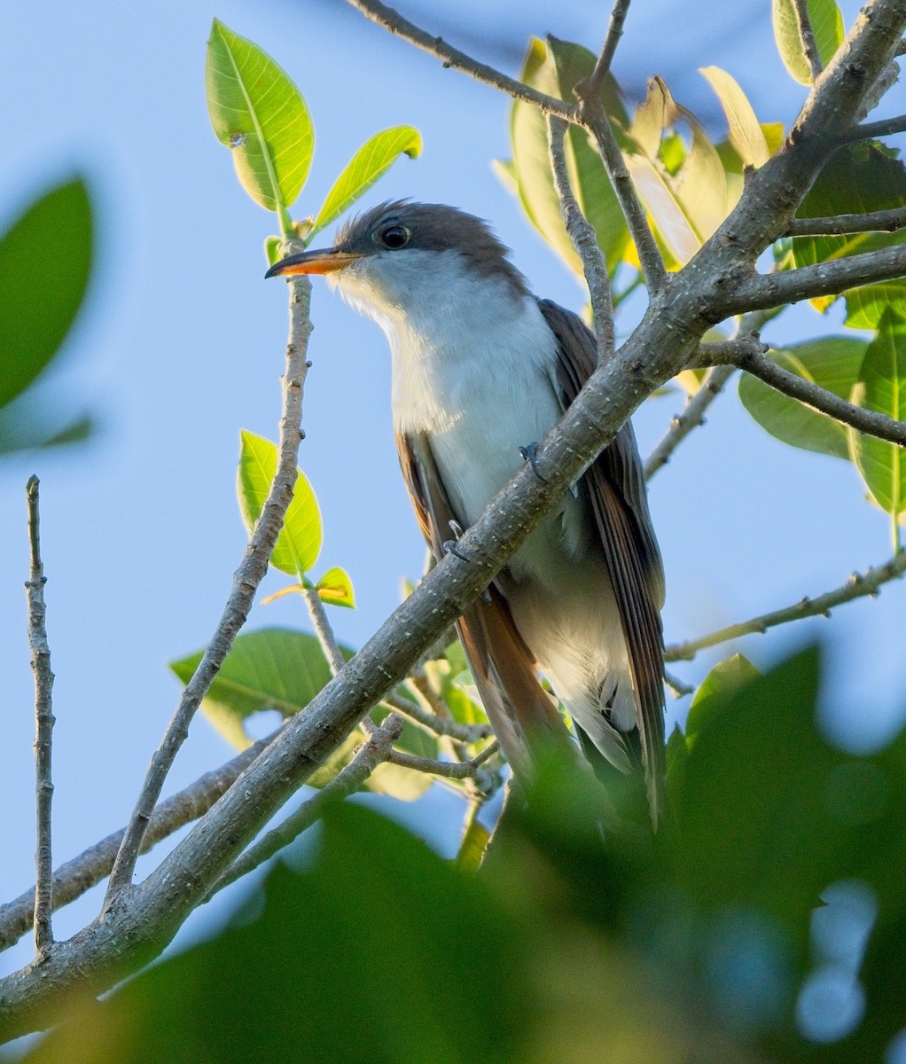 Yellow-billed Cuckoo - ML566250011