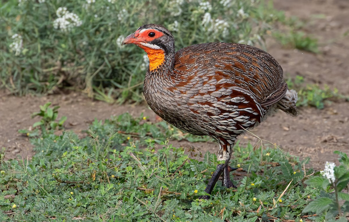 Gray-breasted Spurfowl - ML566250321