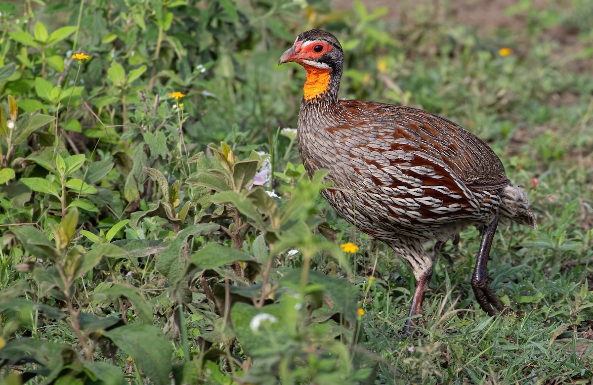 Gray-breasted Spurfowl - ML566250331