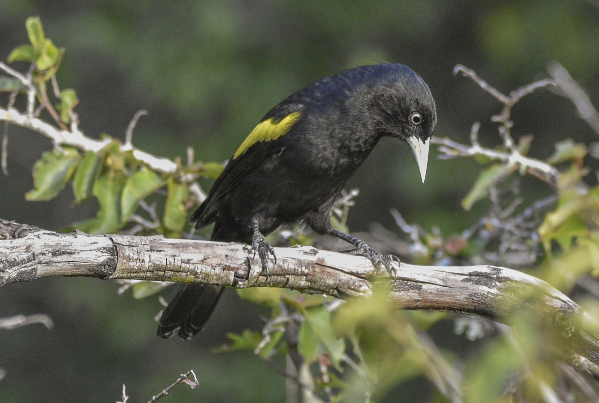 Golden-winged Cacique - ML566250761