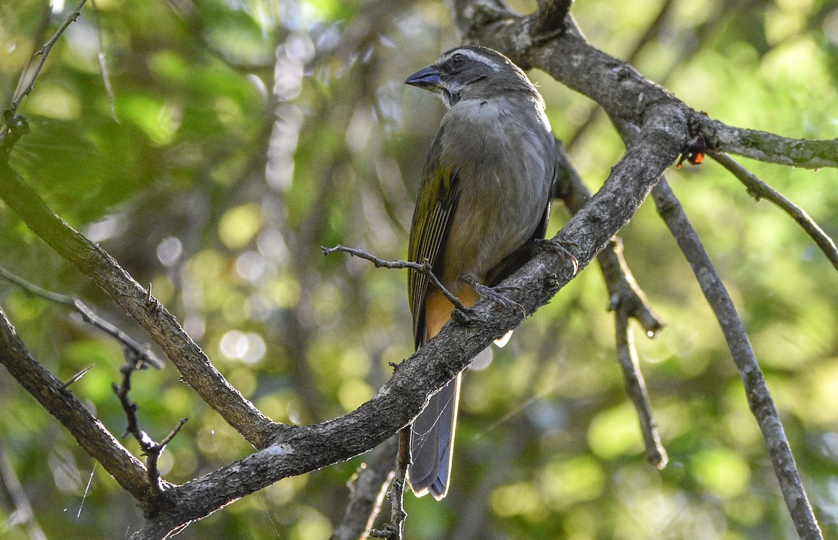 Green-winged Saltator - federico nagel